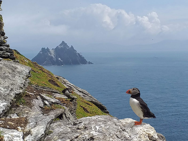 Puffin On Skellig
