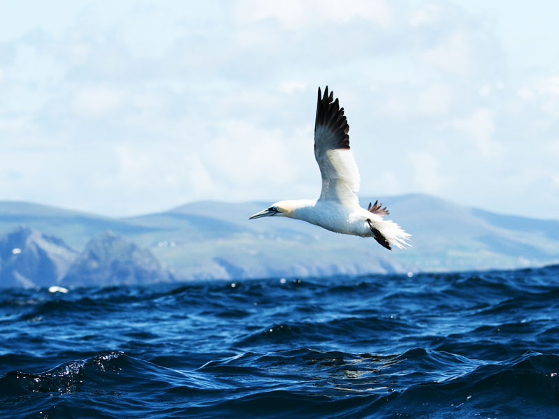 Irish wildlife seabirds
